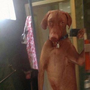 Meet your Posher, Dani